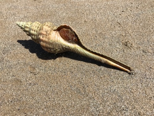 Propefusus novaehollandiae (Reeve, 1848)