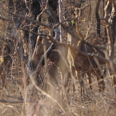 Alcelaphus buselaphus major