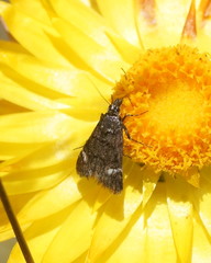 Heliothela aterrima