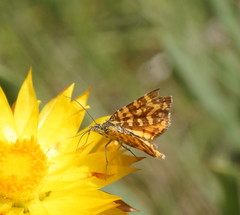 Chrysolarentia chrysocyma