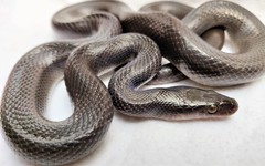 Boaedon fuliginosus