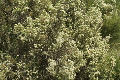 Ozothamnus cupressoides