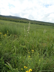 Chlorophytum krookianum