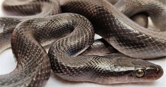 Boaedon fuliginosus