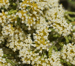Ozothamnus cupressoides