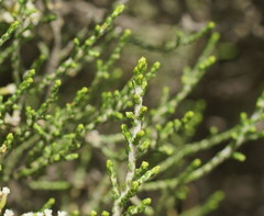 Ozothamnus cupressoides
