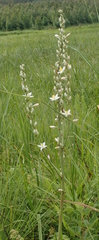 Chlorophytum krookianum