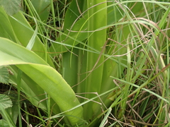 Chlorophytum krookianum