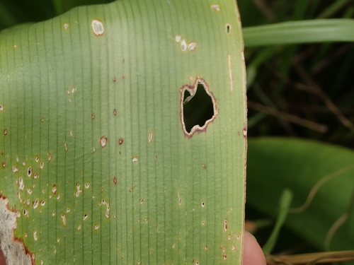 Image of Chlorophytum krookianum by no rights reserved