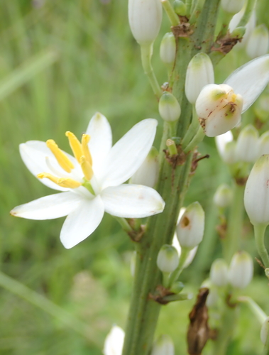 Image of Chlorophytum krookianum by no rights reserved