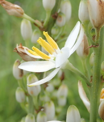 Chlorophytum krookianum