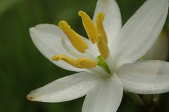 Chlorophytum krookianum