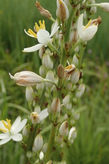 Chlorophytum krookianum
