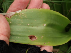 Chlorophytum krookianum
