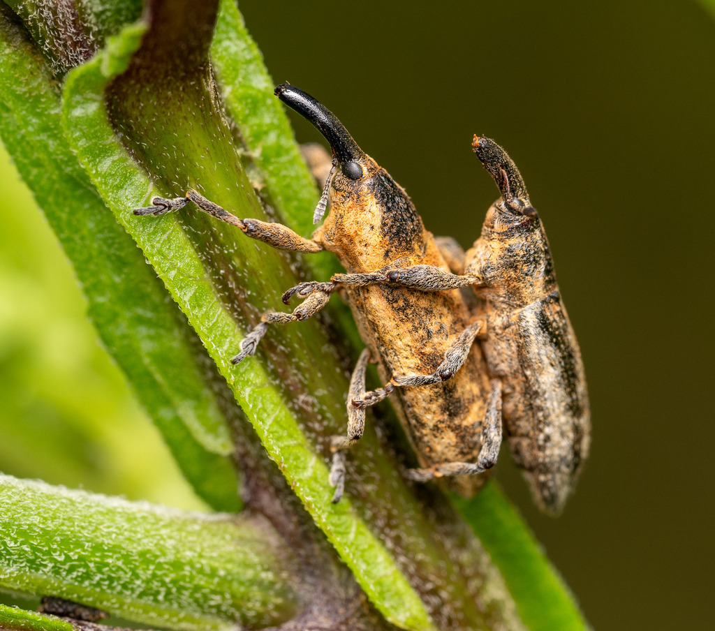 Lixus subtilis from Woodbridge, VA 22191, USA on July 21, 2023 at 08:58 ...