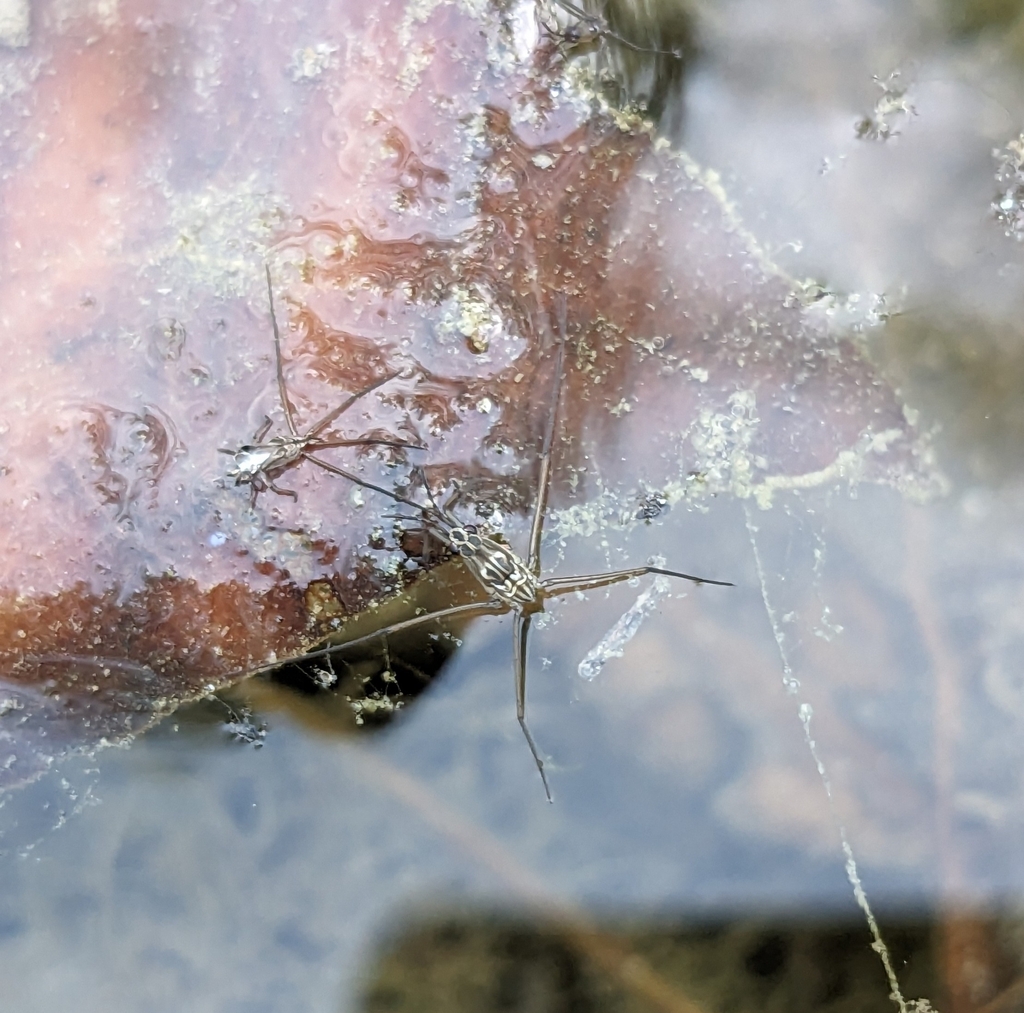 Gerrini from 40069 Zola Predosa BO, Italia on August 1, 2023 at 0805