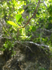 Pseudoziziphus parryi