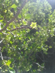 Pseudoziziphus parryi