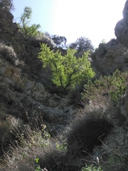Pseudoziziphus parryi