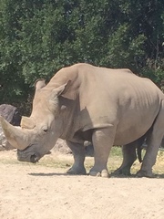 Rhinocerotidae