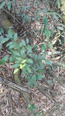 Cinnamomum subavenium