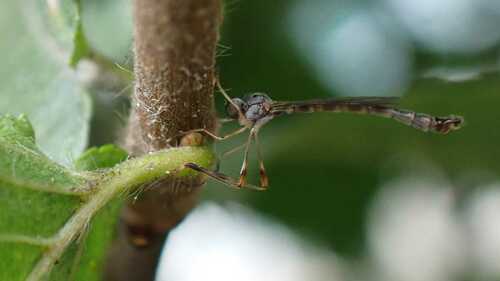 Leptogaster subtilis