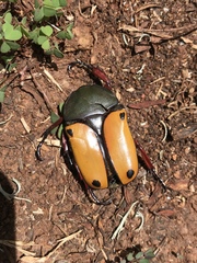 Eudicella tetraspilota euthalia