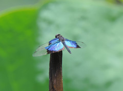 Rhyothemis resplendens