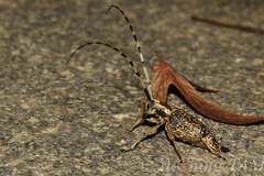 Acalolepta permutans