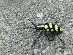 Anoplophora horsfieldii