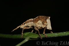 Episomus chinensis