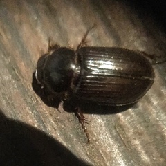 Coleoptera