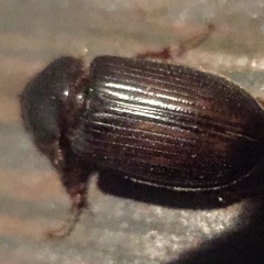 Coleoptera