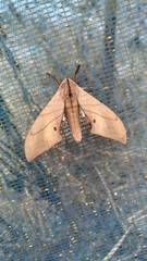 Marumba cristata bukaiana