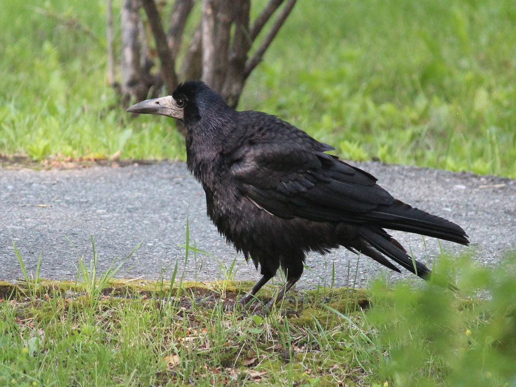 Rook from Шадринск, Курганская обл., Россия on July 5, 2016 at 09:27 AM ...