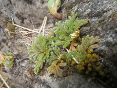 Selaginella tamariscina