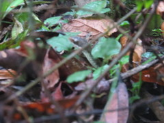 Tropidonophis negrosensis