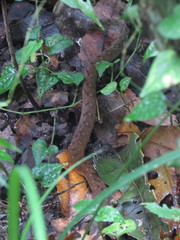 Tropidonophis negrosensis