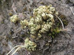 Selaginella tamariscina