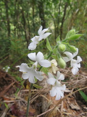 Calanthe