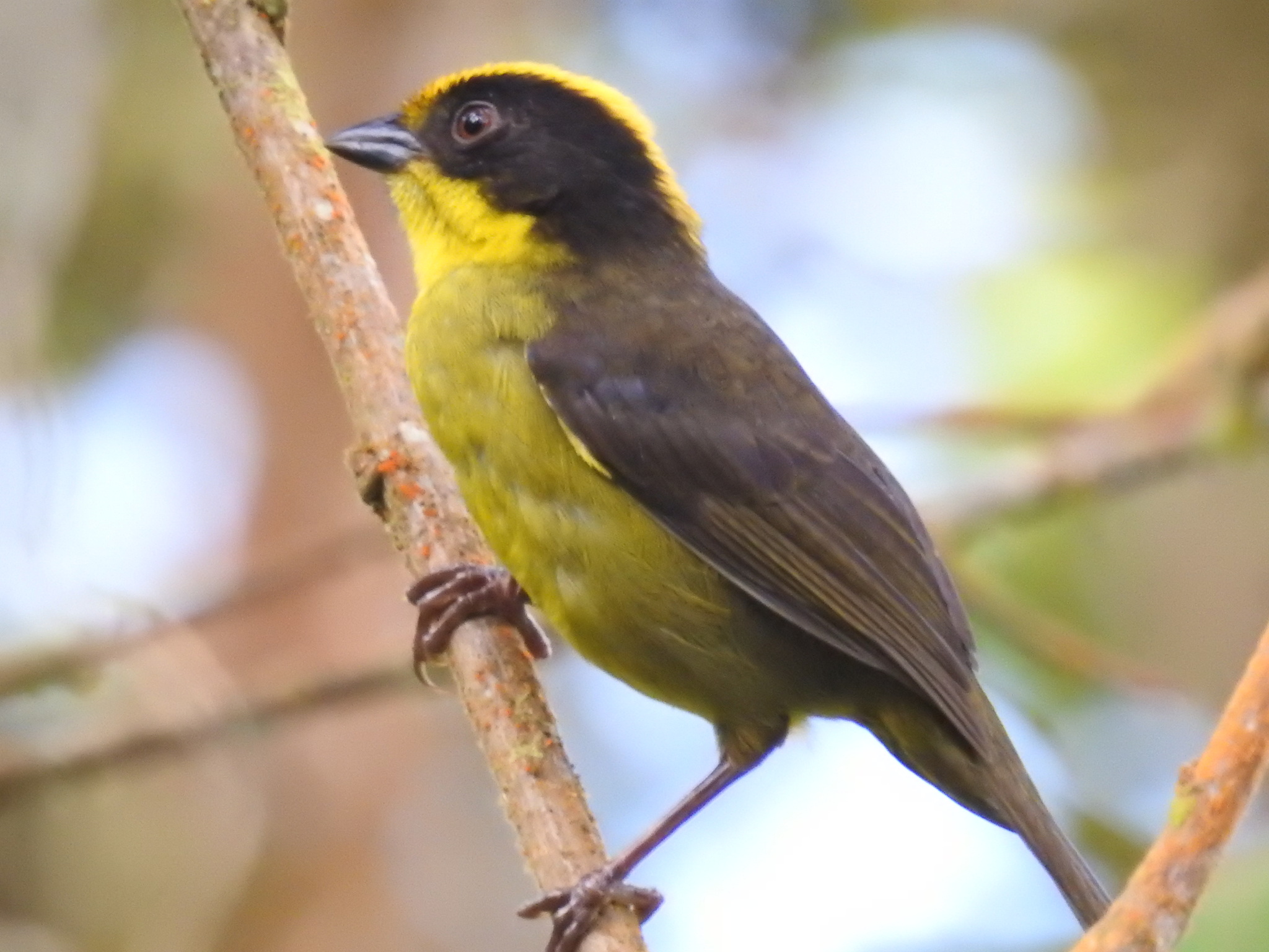 Tricolored Brushfinch (Atlapetes tricolor), photo 3