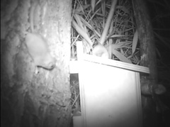 Muscardinus avellanarius