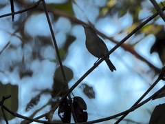 Image of Vireo pallens