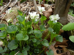 Viola striata