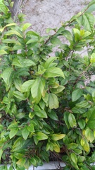 Ficus pumila awkeotsang