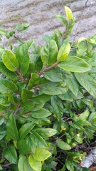 Ficus pumila awkeotsang