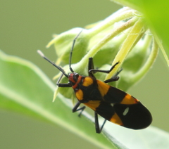 Oncopeltus famelicus