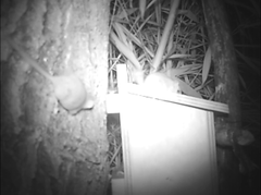 Muscardinus avellanarius