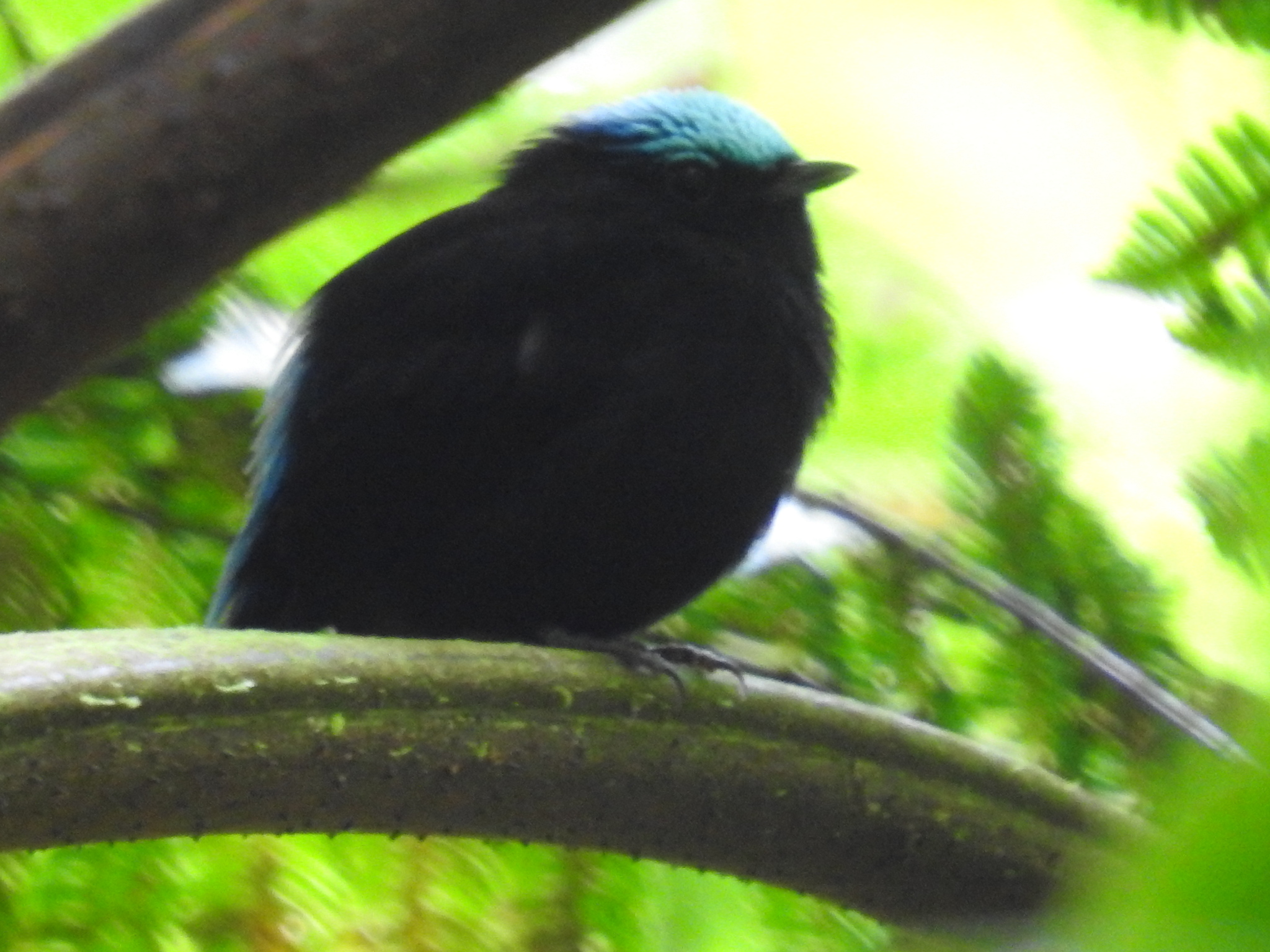 Cerulean-capped Manakin (Lepidothrix coeruleocapilla), photo 1