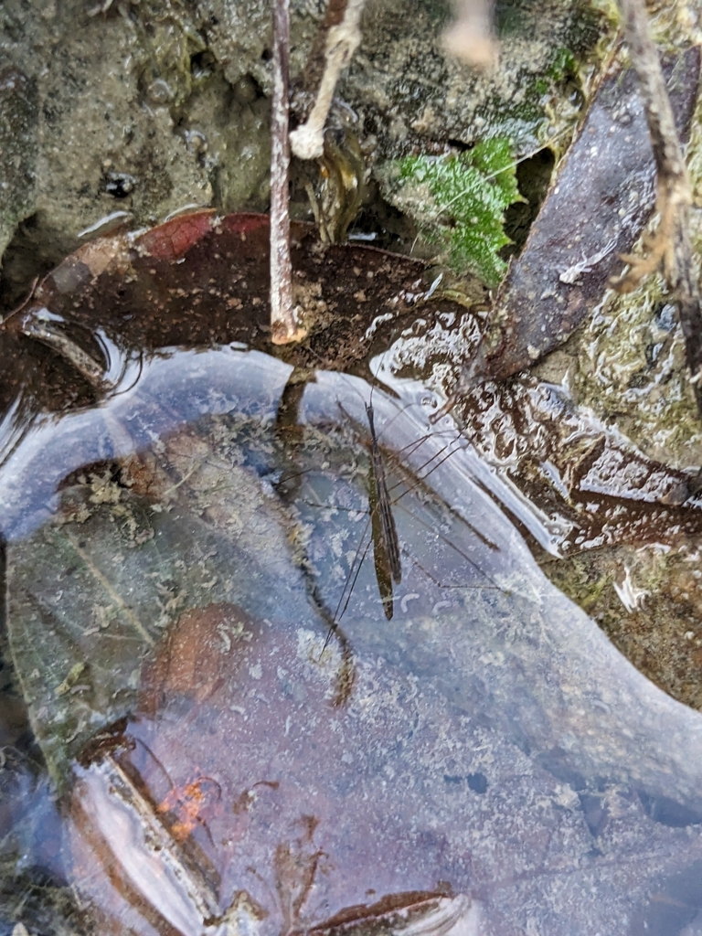 Common Water Measurer from 40069 Zola Predosa BO, Italia on August 1 ...